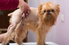 Some of the tips for grooming your dogs