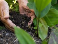Ways to enrich garden soil           