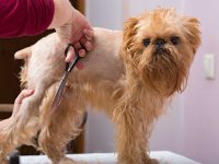 Some of the tips for grooming your dogs