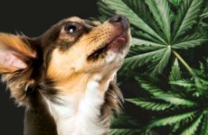 Treat your dogs using cbd products    